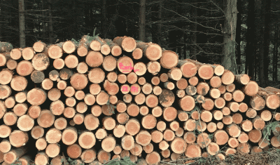 Pile de bois sur le secteur d'Ambert