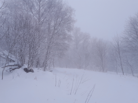 La forêt sur la commune d'Ambert en hiver