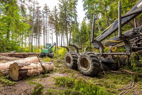Prestations d'abattage, débardage et travaux forestiers en Livradois-Forez