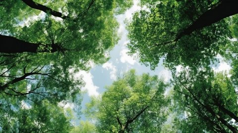 Gestion forestière personnalisée par B. Bois Forêts en Livradois-Forez