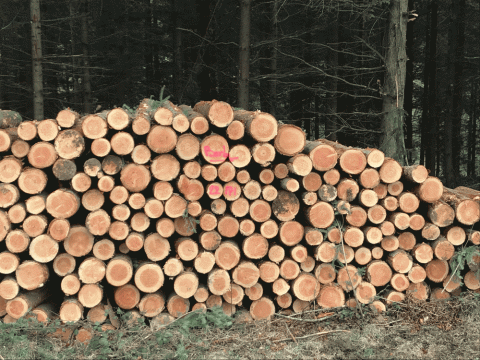 Pile de bois sur le secteur d'Ambert