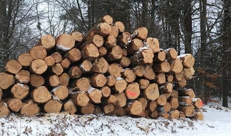 Achat et vente de bois en Livradois Forez - B.BOIS Forêts