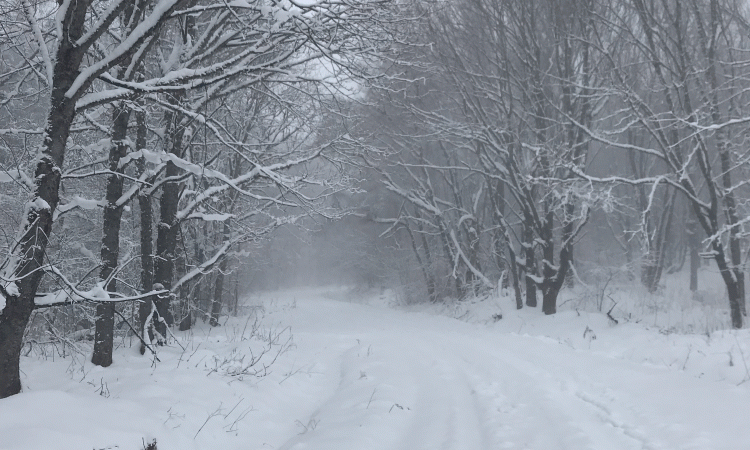 La forêt sur la commune d'Ambert en hiver