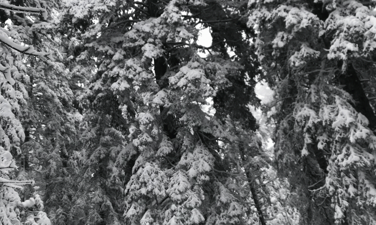 Sapinière revêtue de son manteau de neige sur la commune d'Ambert