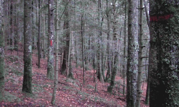 Forêt et bois secteur Ambert