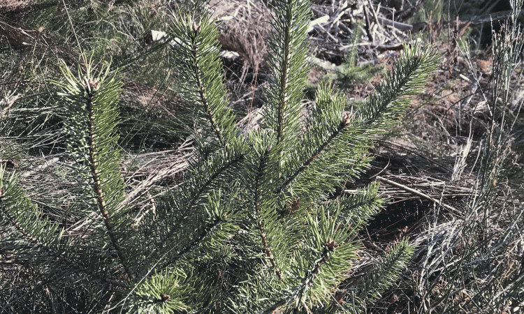 Plant de pin Sylvestre