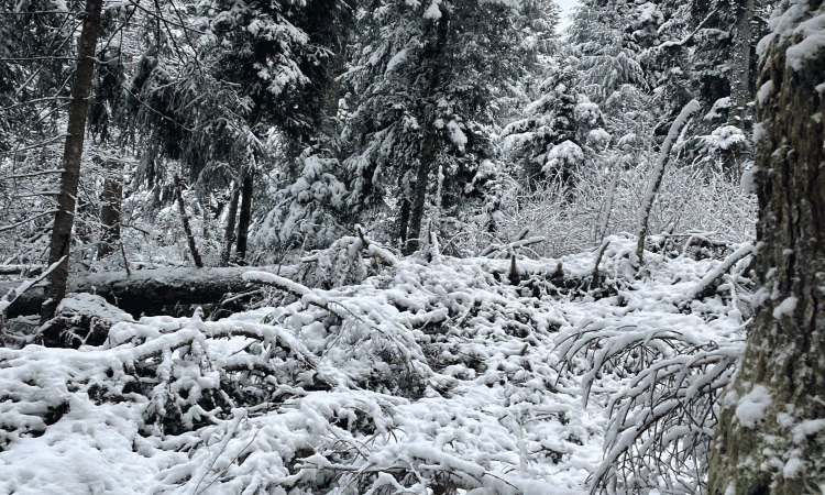 Passage de neige en forêt