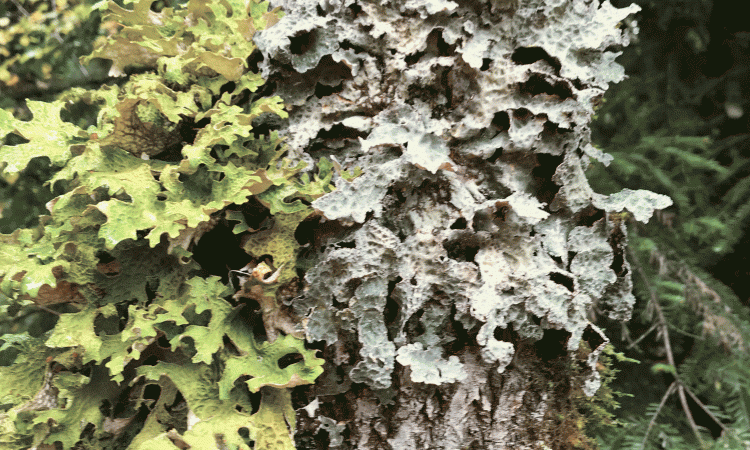Mousse et lichens
