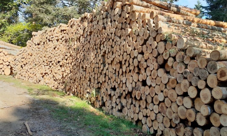 Récolte de bois d'éclaircie résineuse sur la commune de Bertignat