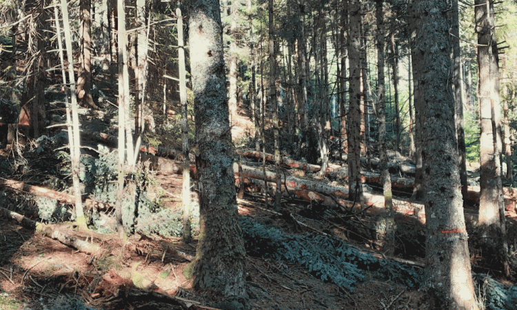 Entretien d'une forêt sur le secteur d'Ambert