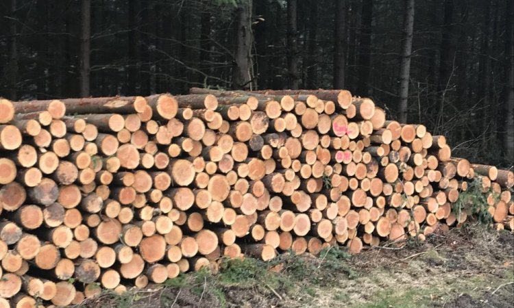 La récolte de bois, source de réserve de carbone