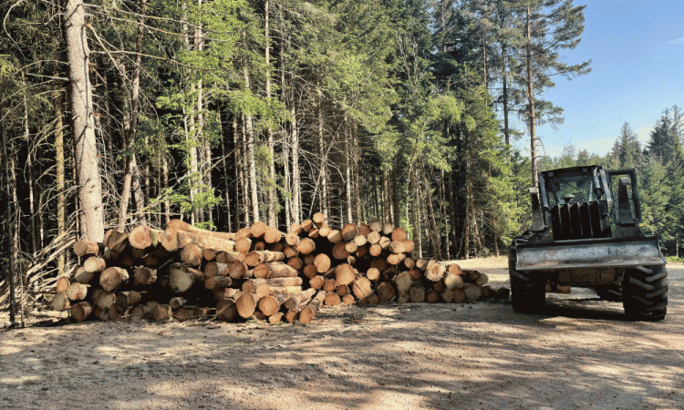 La sortie des arbres coupés de la forêt sur la commune du Monestier