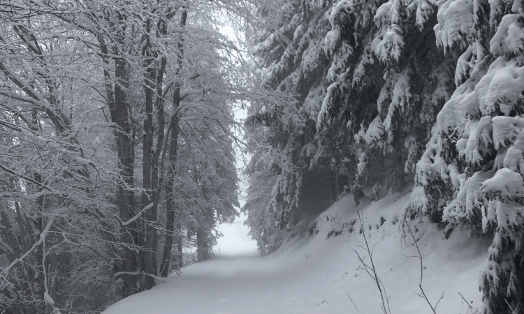 Forêt enneigée sur la commune d'Ambert
